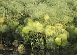 Image result for Cyperus dives