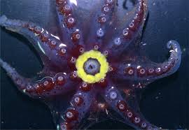 In a more drab environment like a rock, muted colors reign. Bioluminescent Animals Photo Gallery Smithsonian Ocean