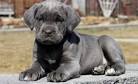 Cane Corso Breeders in Virginia - Puppies for Sale