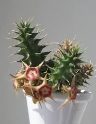 Image result for Huernia verekeri