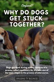 Why Do Dogs Get Stuck An Explanation On How Dogs Mate Dogs Dog Owners Dog Breeds