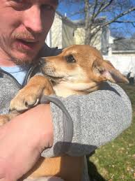 Adoptable Brady dogs seeking forever homes