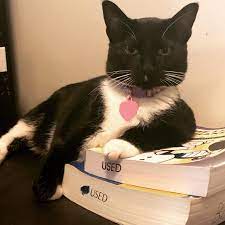 We did not find results for: Pin By Velma On Felinery Friends Cats Cats And Kittens Cute Cats