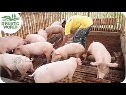 Maintenance Of The Odorless Piggery No Smell Pig Pen Baboyang Walang Amoy Youtube In 2021 Pig Pig Pen Pig Feed