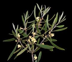 Image result for Pittosporum abyssinicum