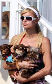 Chihuahua club of america president lynnie bunten tells the (always dependable) national enquirer that paris hilton is to blame for the high levels of chihuahuas in california animal shelters. Paris Hilton Chihuahua Globerove Com