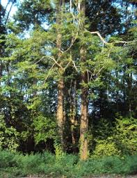 Image result for Pterocarpus