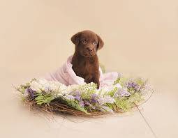 Studio Photography For Babies Boudoir Maternity Portraits Puppy Photos Newborn Puppies Dog Photography