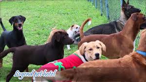 Izmir Kopek Oteli Legend Pet Hotel Youtube
