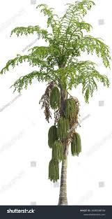 Image result for Caryota urens