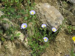 Image result for Convolvulus goyderi