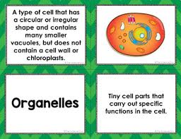 It different types of cell have cell walls made up of different materials; Plant And Animal Cells Vocabulary Sort By The Science Duo Tpt