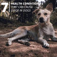 7 Reasons Your Dog Smells Bad And New Tips To Eliminate Dog Odor Pethelpful