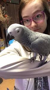 Chilling with my feisty cockatiel bird