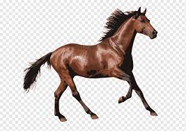 The most common white arabian horse material is ceramic. Horse Arabian Horse Pony Andalusian Horse Horse Racing Equestrian Tennessee Walking Horse Horse Arabian Horse Pony Andalusian Horse Png Pngwing