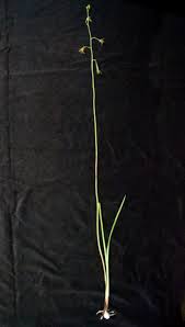 Image result for Eulophia elegans