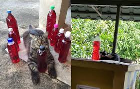 Di halaman rumah seperti dalam pasu. Petua Elak Kucing Berak Kencing Merata Tempat Tinggalkan Bau Busuk