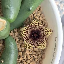 Image result for Huernia verekeri