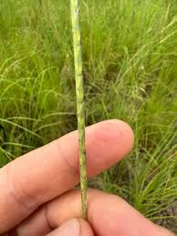 Image result for Elionurus