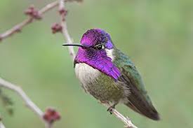 Birds Of Southern Arizona Images Purple Hummingbird Costa S Hummingbird Southern Arizona Wildlife Photography Hummingbird Nectar Homemade Hummingbird Nectar Hummingbird