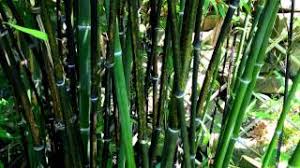 The sprouts that shoot up from the ground each spring can grow 12 inches a day! My Bamboo Garden With Black Bamboo How To Grow A Bamboo Plant Youtube