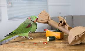 Bird enrichment concept