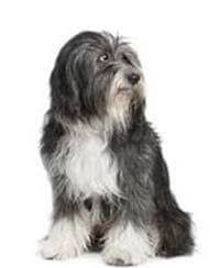 Very friendly and gorgeous yorkshire terrier puppy for sale. Tibetan Terrier Small Medium And Big Dog Breeds Pedigree Uk