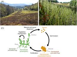 Image result for Lycopodiaceae