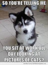 Funny Work Quotes With Dogs Quotesgram Cute Animals Funny Animal Memes Funny Animals