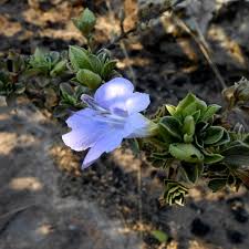 Image result for Barleria crassa