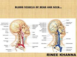 Main arteries and veins of neck dr. Blood Vessels Of Head And Neck