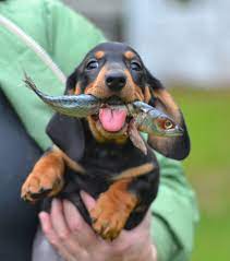 Goodwood European Standard Smooth Dachshunds Portland Oregon Pets Baby Dachshund Dachshund Puppies