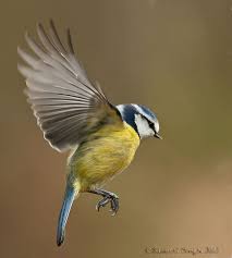 Beautiful Birds In Flight Images Pin On Birds