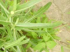 Image result for Sonchus friesii