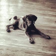 Black And White Pointer Dog Black And White Photo Of Gsp German Shorthaired Pointer Dog German Shorthaired Pointer French Dogs