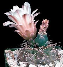 Image result for Cissus humbertii