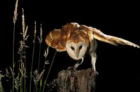 Historically, it nested in tree cavities, specifically in silver maple, american sycamore, and white oak. White Barn Owls Thrive When Hunting In Bright Moonlight The New York Times