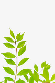 We did not find results for: Dwarf Compact Burning Bush For Sale The Tree Center