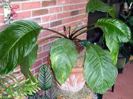 The species is native to assam, bangladesh it reproduces by as fresh as possible seed, previously kept in lukewarm water for two days, in aerated and draining organic loam maintained humid at a constant. Tacca Chantrieri Bat Head Lily Bat Flower Toptropicals Com