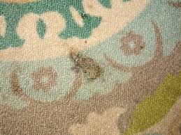 How to repair an iron burn on a carpet step 1. How To Get Burn Marks Out Of Carpet Dengarden