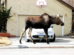 8 Marvelous Facts About Moose