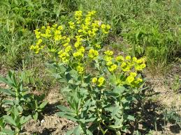 Image result for Euphorbia neopolycnemoides