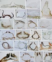 Image result for Heteromorpha sp. agg.