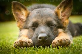 German Shepherd Puppy Sleeping 1131212 Stock Photo At Vecteezy
