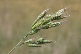 Image result for Bromus  commutatus