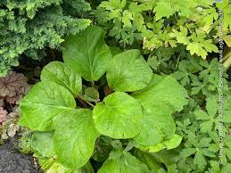 Image result for Aspilia ciliata