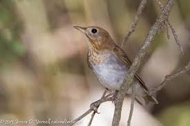 Backyard Birds Of Central Florida Central Florida Backyard Bird Identification Backyard Birds Bird Identification Backyard