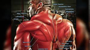 This muscle group can also be referred to as the lower back, even though it extends above that area. The Case Against Trap Training T Nation