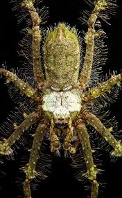 Image result for Linderniella gracilis