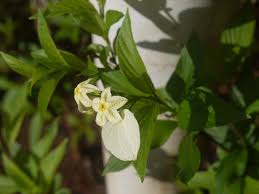 Image result for Pseudomussaenda